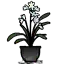 苍兰花