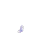 昙花蝴蝶
