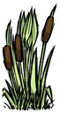 芦苇