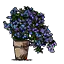 蓝雪花花盆