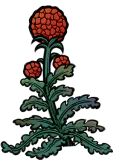 荔只只旋草异种
