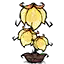 金灯果灯