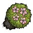 杜鹃花灌木