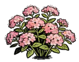 粉花绣线菊