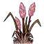 樱草