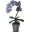 紫蝴蝶兰