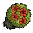扶桑花灌木