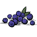 蓝莓 蓝莓