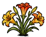 萱草花