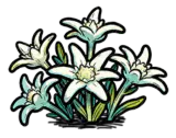 雪绒花