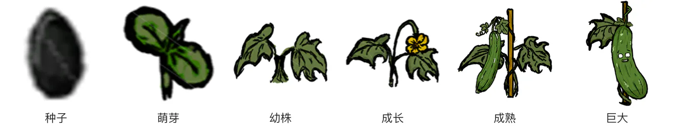 丝瓜生长阶段 丝瓜生长阶段