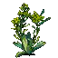 鼠曲草丛