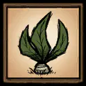 曼德拉草