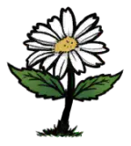 白色雏菊