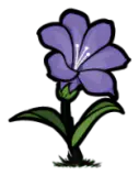 紫色龙胆花