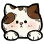 白猫头