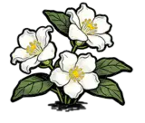 栀子花