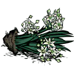 韭菜根