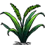 旱稻植株