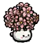 樱花酢浆草盆栽