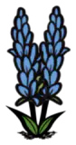 蓝色薰衣草