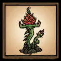 火龙果植株