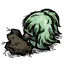 石果灌木丛