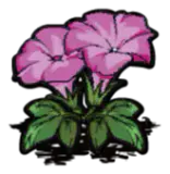 粉色牵牛花