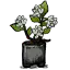 方盆栀子花