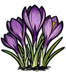 藏红花