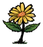 黄色雏菊