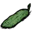 黄瓜