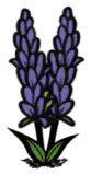 紫色薰衣草