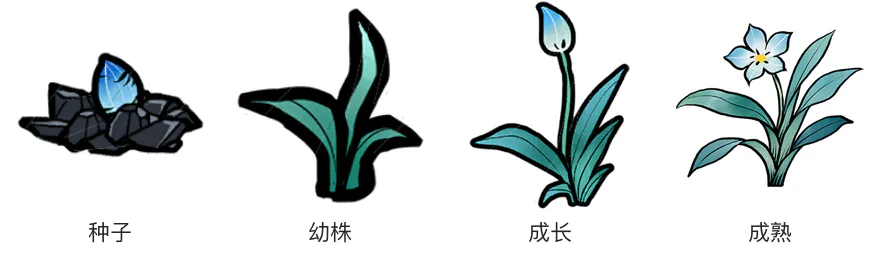 月影幽兰生长阶段 月影幽兰生长阶段