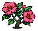 山茶花