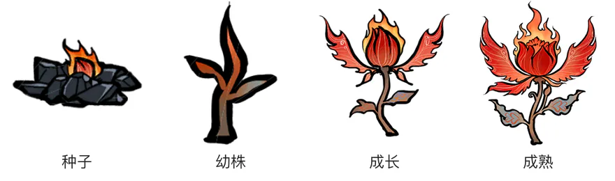 火凤莲生长阶段 火凤莲生长阶段