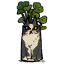 奶牛猫盆栽