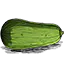矮冬瓜