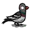 鸽子