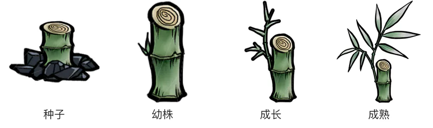 短竹芽生长阶段 短竹芽生长阶段