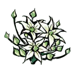 韭菜花