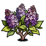 丁香花