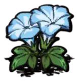 蓝色牵牛花
