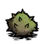 桦栗果