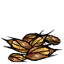 尖尖种子
