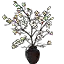 白梨花花瓶