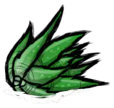 芦荟