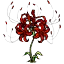 龙爪花