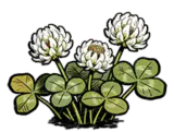 苜蓿花