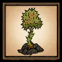 榴莲植株